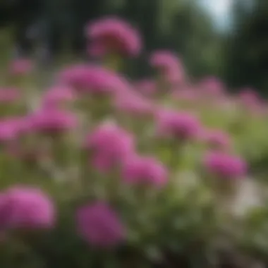 Healthy Phlox Plant in Full Bloom