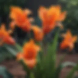 Vibrant canna lily blooms in Arizona garden