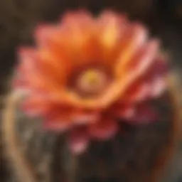 Sunset-colored Cactus Flower in New Mexico
