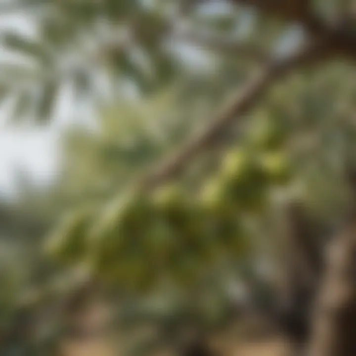 Close-up of vibrant green olives on a branch