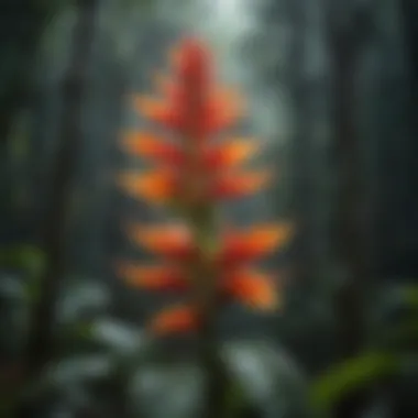 Vibrant Heliconia Flowers in the Amazon Jungle