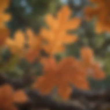 Vibrant Monterrey Oak tree leaves in Central Texas