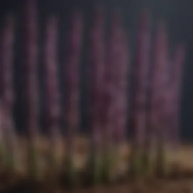 Exquisite Purple Asparagus Stalks Vibrant Purple Asparagus