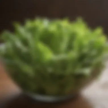 Harvested fresh lettuce leaves in a vibrant salad bowl