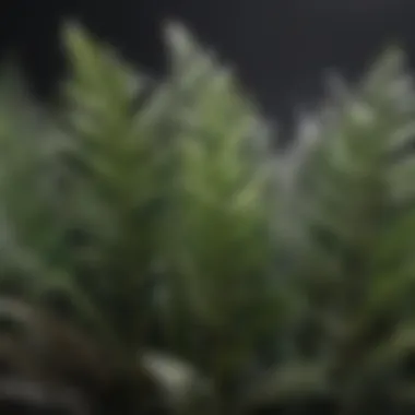 Vibrant Zebra-Striped Plant Leaves