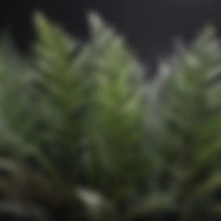 Vibrant Zebra-Striped Plant Leaves