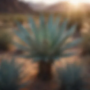 Vivid Agave Plant in Arizona Desert Vivid Agave Plant in Arizona Desert