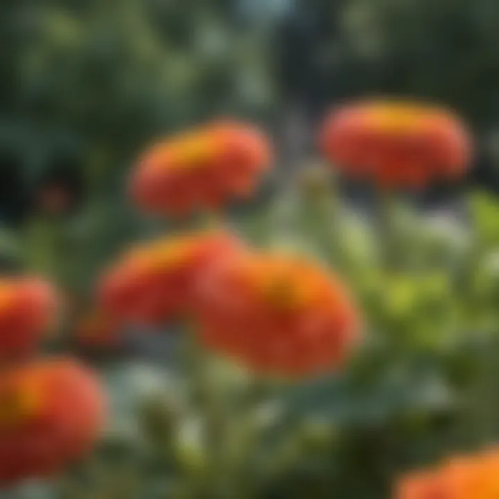 Vivid Zinnia Blossoms in Sun-drenched Garden