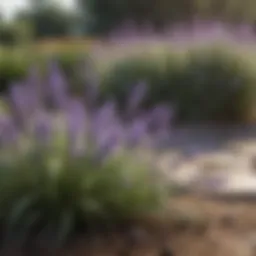 Lavender plant in garden