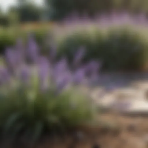 Lavender plant in garden