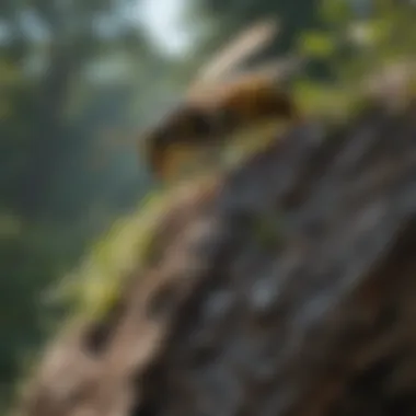 Native Wasp Habitat in Kentucky A native wasp species in its natural habitat in Kentucky