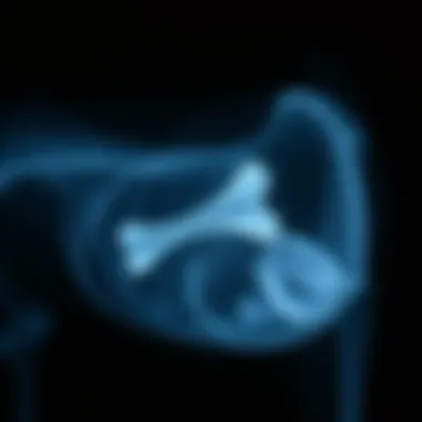 X-ray Showing Potential Obstruction X-ray of a dog's stomach with visible bone