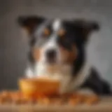 A vibrant bowl filled with high-quality dog food tailored for Border Collies
