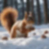 A squirrel foraging for nuts in the snow