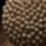 A close-up of a wasp nest showcasing intricate structures