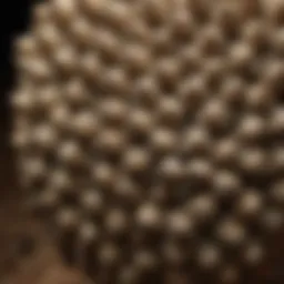 A close-up of a wasp nest showcasing intricate structures