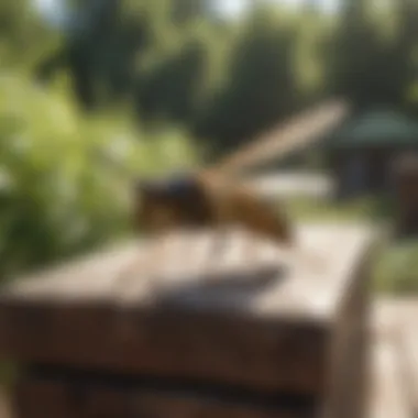 A DIY wasp removal setup in a backyard