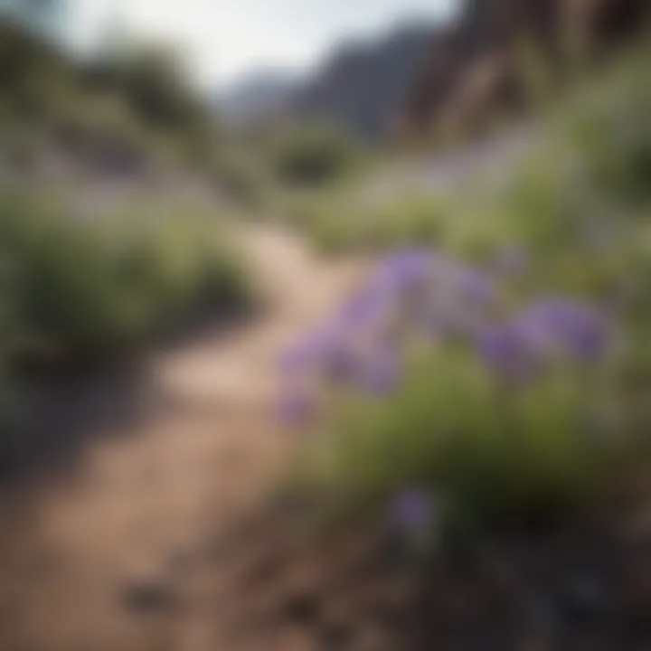 Wildflowers blooming along the serene pathways of Cave Creek Regional Park