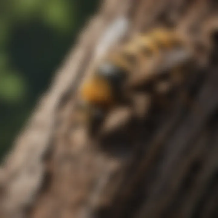 Aerial view of a forest ecosystem affected by wood borer bee activity