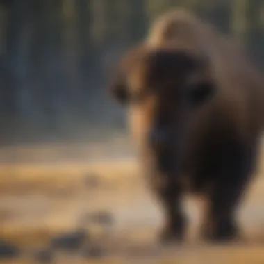 Majestic Bison in Yellowstone