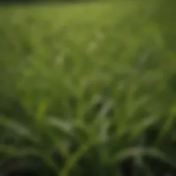 Lush Zenith Zoysia Grass
